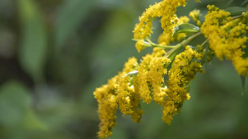 Health on the InfoStarBase