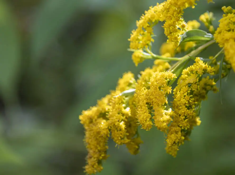 Health on the InfoStarBase