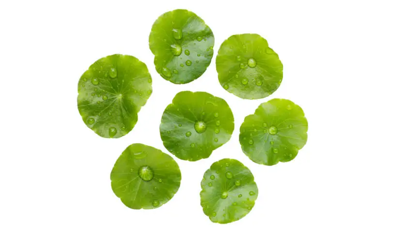 Health on the InfoStarBase