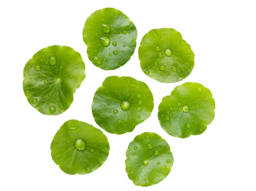 Health on the InfoStarBase