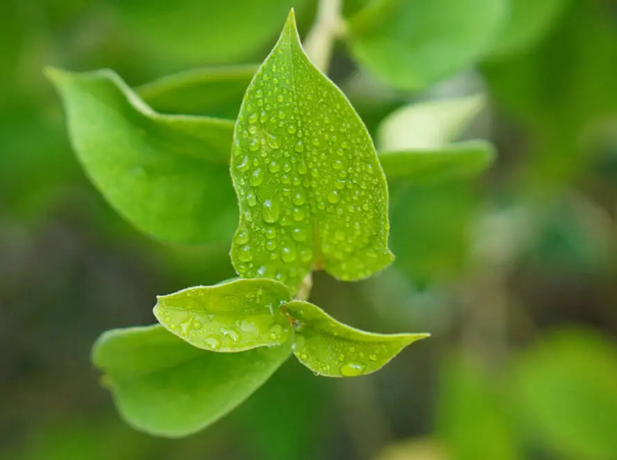 Health on the InfoStarBase