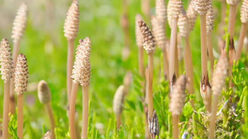 Health on the InfoStarBase