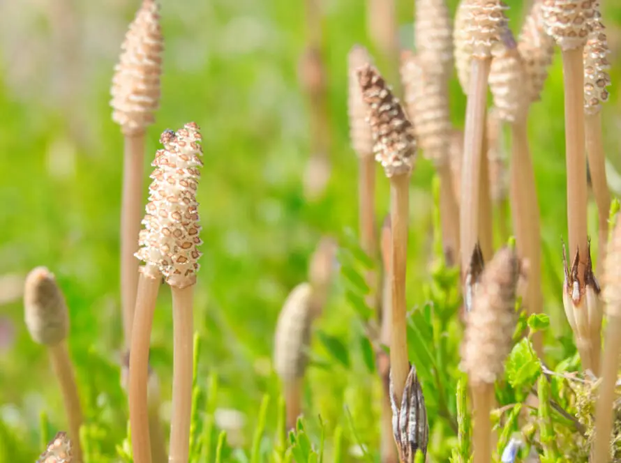 Health on the InfoStarBase