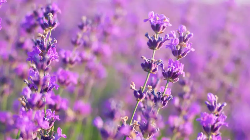 Health on the InfoStarBase