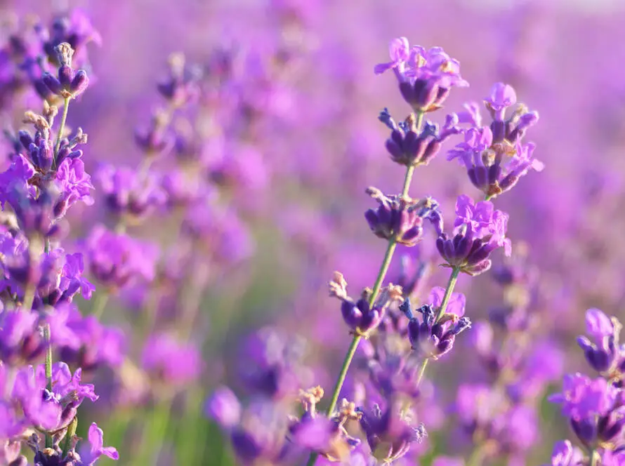 Health on the InfoStarBase