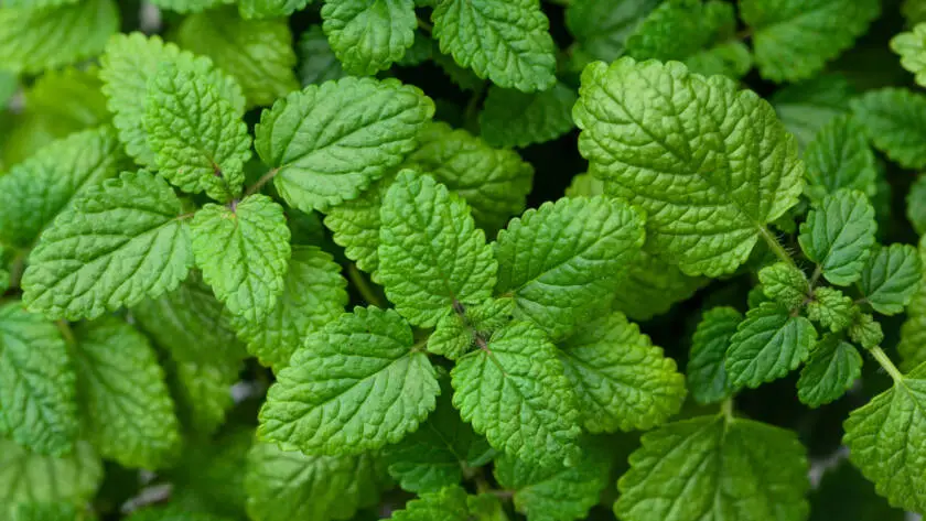 Health on the InfoStarBase