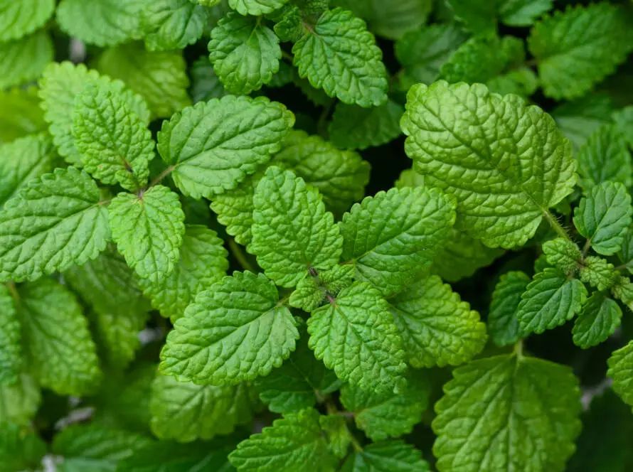 Health on the InfoStarBase