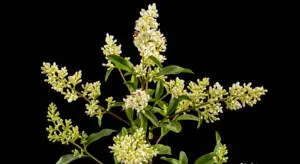 InfoStarBase Herb Ligustrum