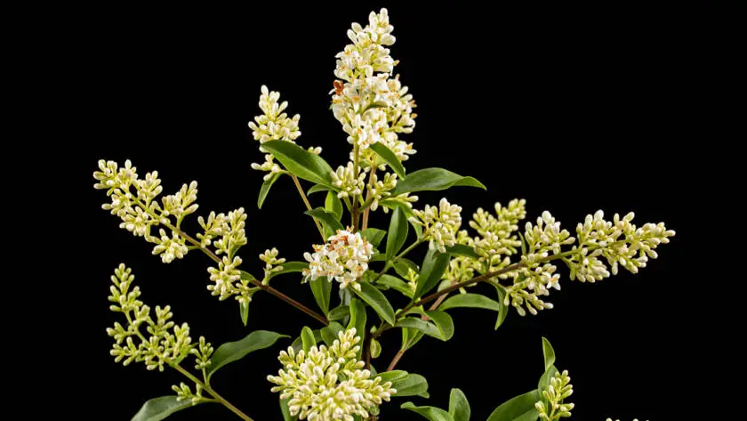 InfoStarBase Herb Ligustrum