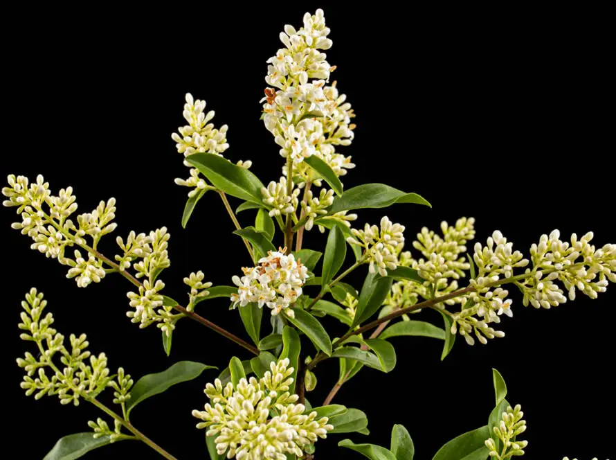 InfoStarBase Herb Ligustrum