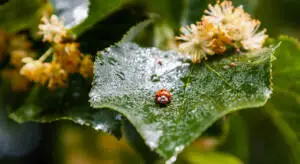 InfoStarBase Herb Linden Tree