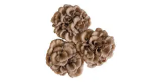 InfoStarBase Herbs Maitake Mushroom