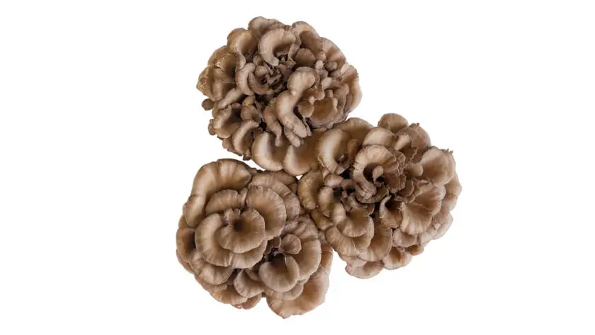 InfoStarBase Herbs Maitake Mushroom