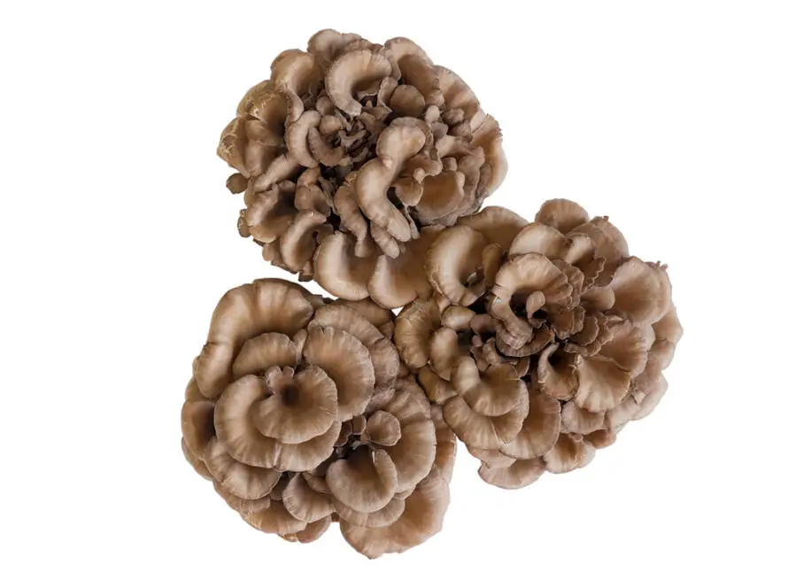 InfoStarBase Herbs Maitake Mushroom