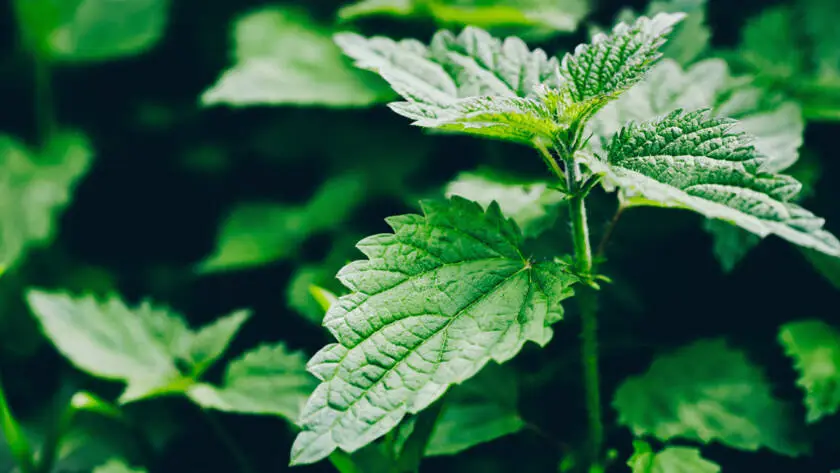 InfoStarBase Herb Nettle