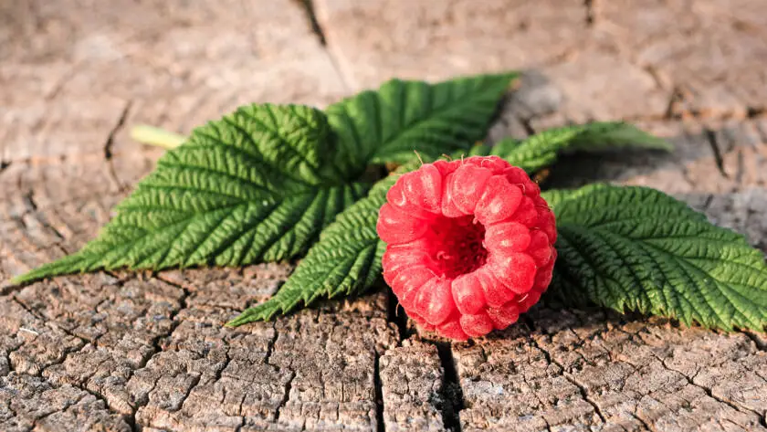 InfoStarBase Herbal Raspberry Leaf