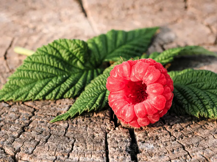 InfoStarBase Herbal Raspberry Leaf