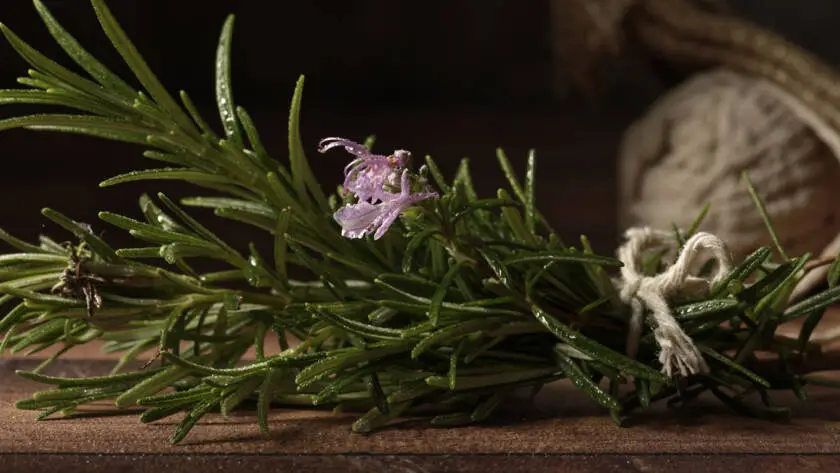 InfoStarBase Herb Rosemary