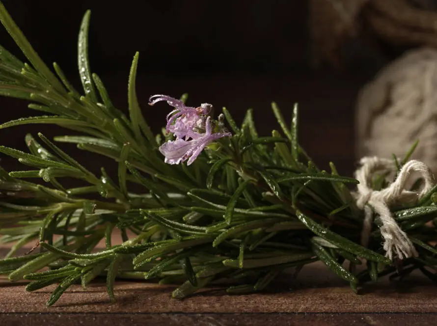 InfoStarBase Herb Rosemary