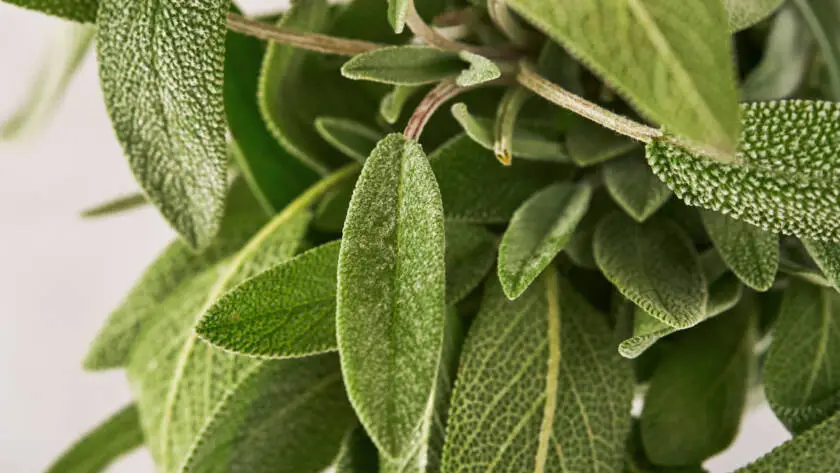 InfoStarBase Herb Sage