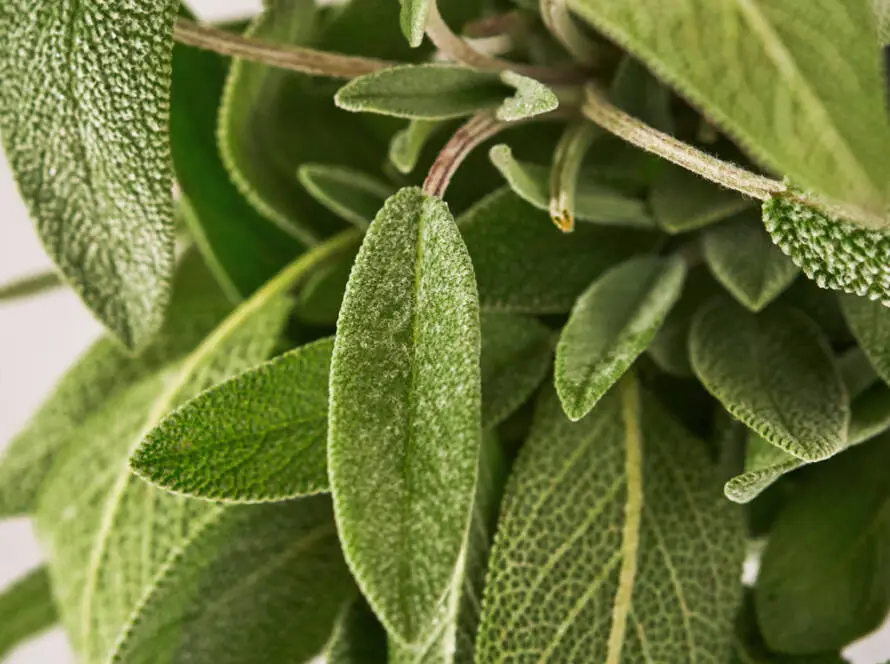 InfoStarBase Herb Sage