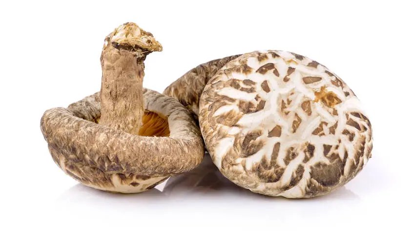 InfoStarBase Herb Siitake mushroom
