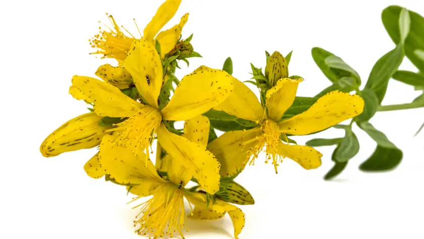 InfoStarBase Herb St John's Wort