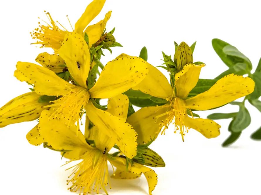 InfoStarBase Herb St John's Wort