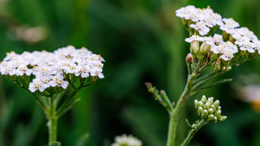 InfoStarBase Herb Yarrow