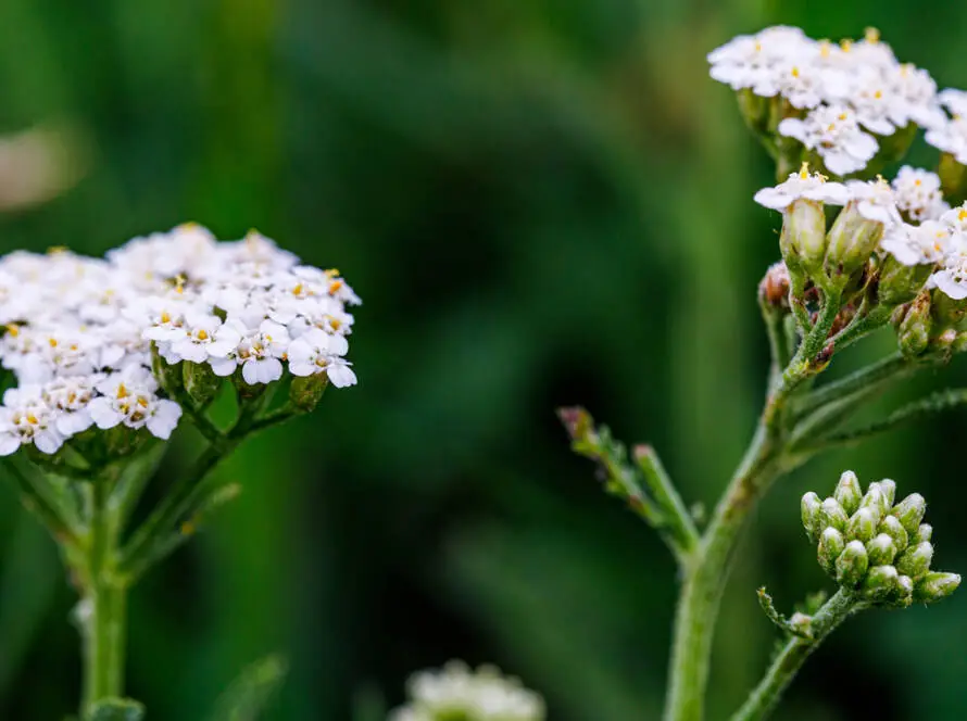 InfoStarBase Herb Yarrow