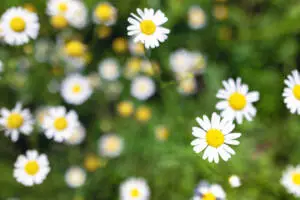 Roman chamomile (Chamaemelum nobile) is a perennial herb known for its aromatic flowers and medicinal properties.