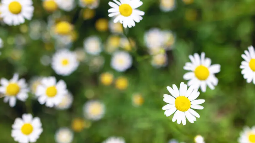 Roman chamomile (Chamaemelum nobile) is a perennial herb known for its aromatic flowers and medicinal properties.