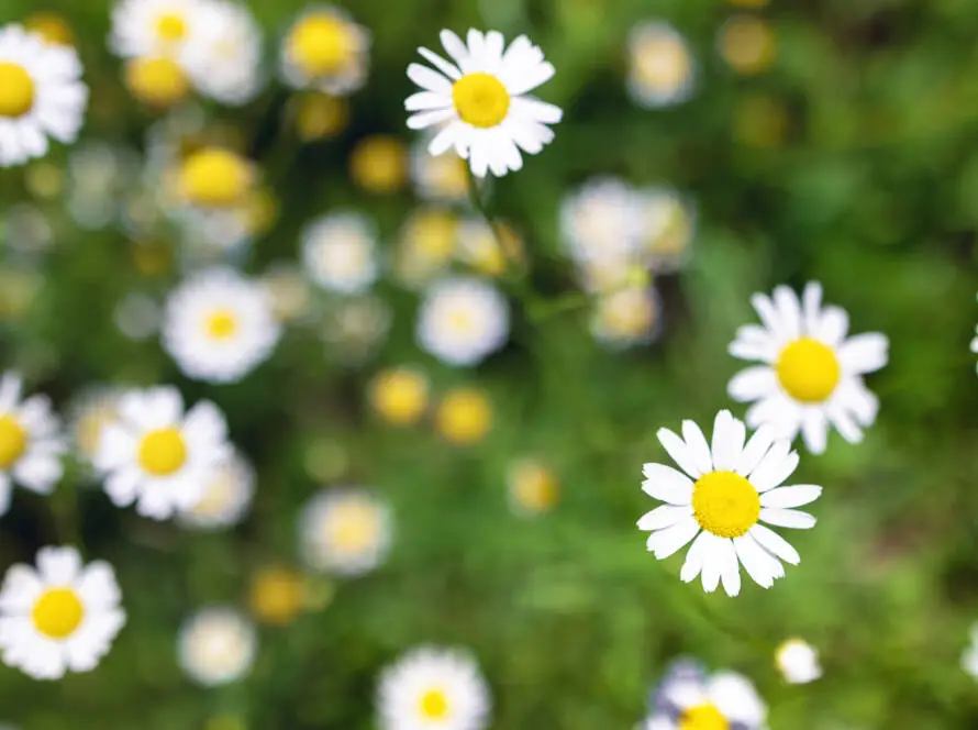 Roman chamomile (Chamaemelum nobile) is a perennial herb known for its aromatic flowers and medicinal properties.